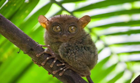 迷你眼鏡猴 TARSIUS MONKEY